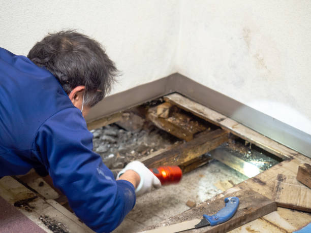 Best Home Mold Removal  in Stockton, KS