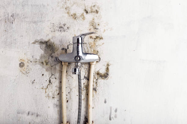 Best Local Mold Removal Service  in Stockton, KS