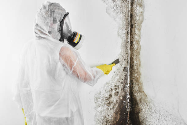 Best Fast Mold Removal  in Stockton, KS