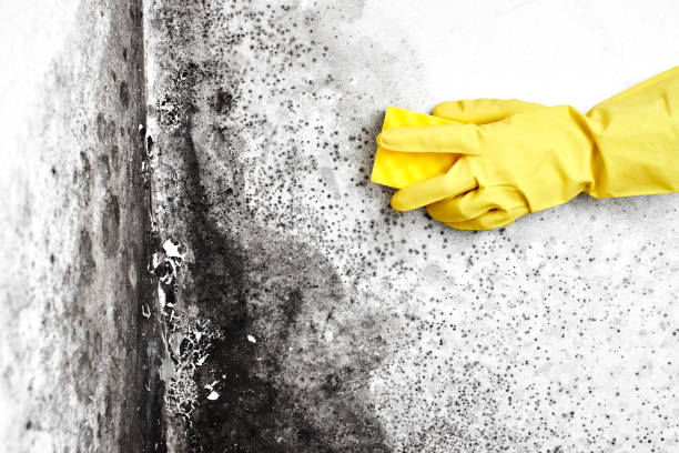 Best Black Mold Removal  in Stockton, KS