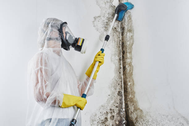 Best Toxic Mold Removal  in Stockton, KS