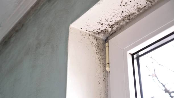 Best Mold Removal Near Me  in Stockton, KS