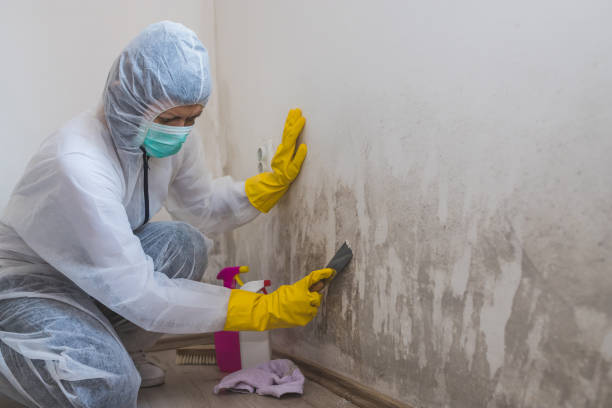 Best Mold Remediation Experts  in Stockton, KS