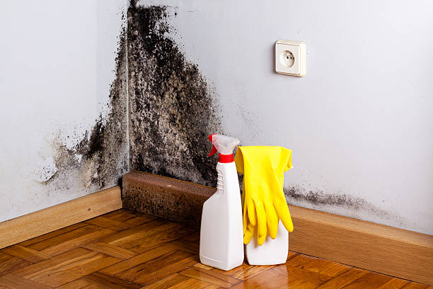 Professional Mold Removal in Stockton, KS