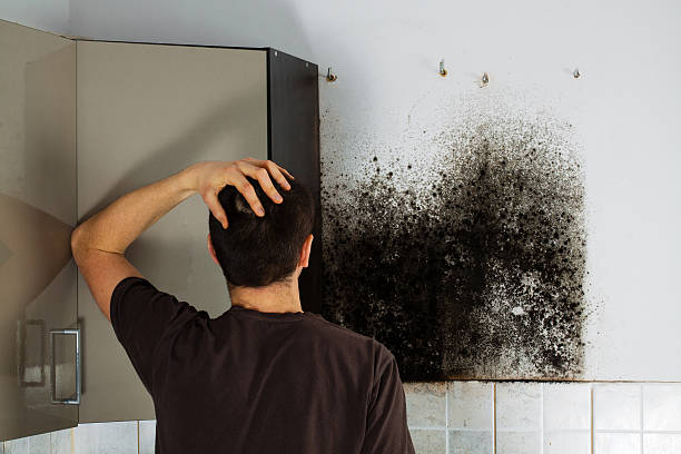 Best Mold Cleaning Services  in Stockton, KS