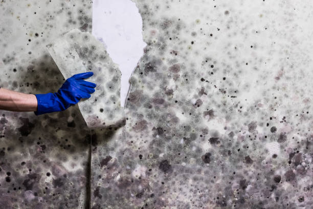 Best Professional Mold Removal  in Stockton, KS