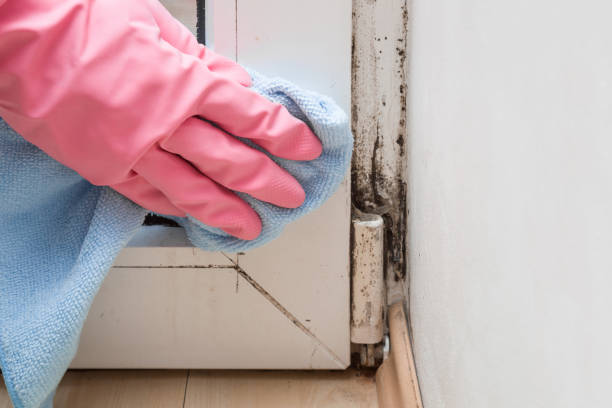 Best Same-Day Mold Removal  in Stockton, KS