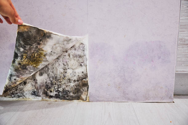 Home Mold Removal in Stockton, KS